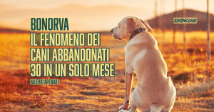 Bonorva (Sassari), fenomeno dei cani abbandonati, 30 in un solo mese