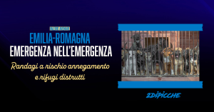 Emilia-Romagna, emergenza nell’emergenza. Randagi a rischio annegamento e rifugi distrutti