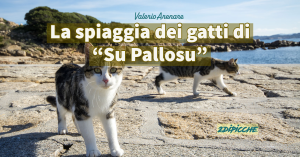La spiaggia dei gatti di “Su Pallosu” (San Vero Milis – Oristano) premiata da Tripadvisor