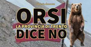 Orsi, la Provincia di Trento dice no