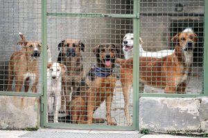 Catania, orrore nel canile lager: 11 cuccioli nel congelatore