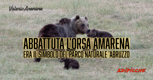 Abbattuta l’orsa Amarena, era il simbolo del Parco Naturale d’Abruzzo