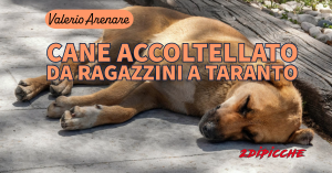 Cane accoltellato da ragazzini a Taranto