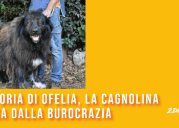 La storia di Ofelia, la cagnolina uccisa dalla burocrazia
