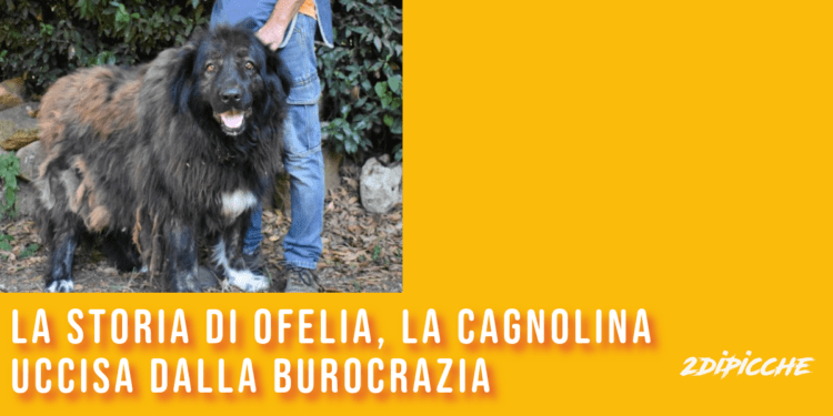 La storia di Ofelia, la cagnolina uccisa dalla burocrazia