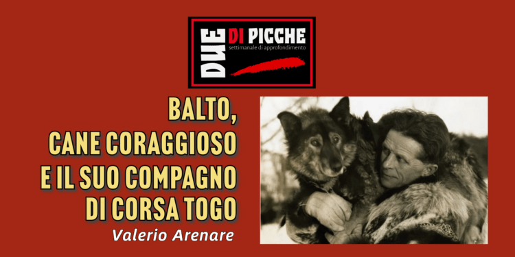Balto, cane coraggioso e il suo compagno di corsa Togo