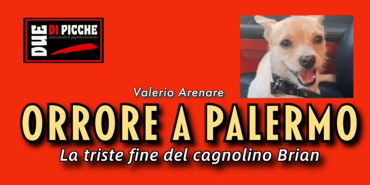 Orrore a Palermo. Ancora una volta un fatto grave perpetrato ai danni di un animale. Un cagnolino è stato rapito, torturato, scuoiato ed impiccato. Il piccolo Brian era scomparso da qualche giorno.