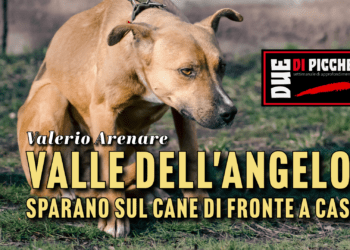 Valle dell'Angelo: sparano sul cane di fronte a casa