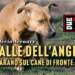 Valle dell'Angelo: sparano sul cane di fronte a casa
