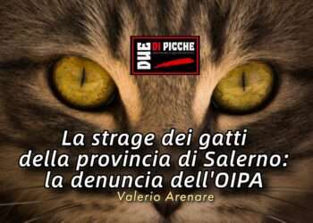 La strage dei gatti della provincia di Salerno: la denuncia dell’OIPA