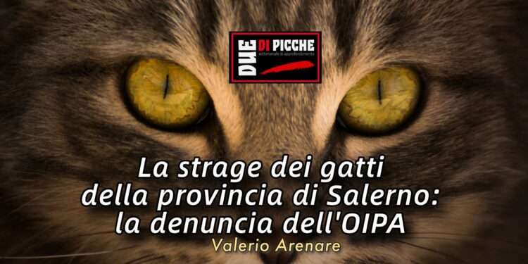 La strage dei gatti della provincia di Salerno: la denuncia dell’OIPA