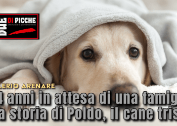 14 anni in attesa di una famiglia. La storia di Poldo, il cane triste