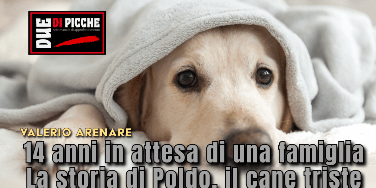14 anni in attesa di una famiglia. La storia di Poldo, il cane triste