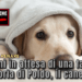14 anni in attesa di una famiglia. La storia di Poldo, il cane triste