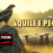 Aquile e pecore