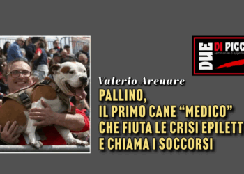 Pallino, il primo cane “medico” che fiuta le crisi epilettiche e chiama i soccorsi