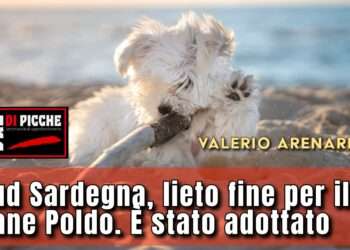 Sud Sardegna, lieto fine per “il cane amico dei bambini”: Poldo è stato adottato