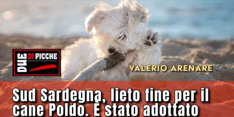 Sud Sardegna, lieto fine per “il cane amico dei bambini”: Poldo è stato adottato