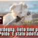 Sud Sardegna, lieto fine per “il cane amico dei bambini”: Poldo è stato adottato