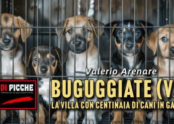 Buguggiate (VA): la villa con centinaia di cani in gabbia