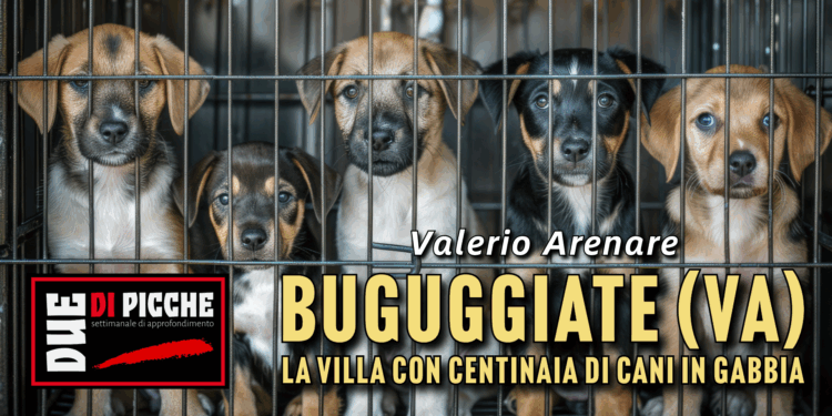 Buguggiate (VA): la villa con centinaia di cani in gabbia