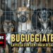 Buguggiate (VA): la villa con centinaia di cani in gabbia