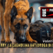 Morta Barry la cagnolina antidroga di Benevento