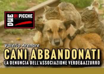 Cani abbandonati: la denuncia dell'associazione Verde&Azzurro