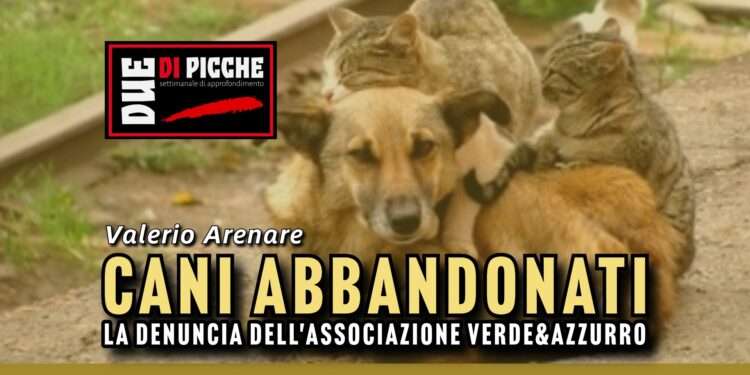 Cani abbandonati: la denuncia dell'associazione Verde&Azzurro