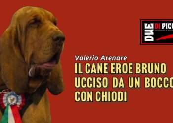 Il cane eroe Bruno ucciso da un boccone con chiodi