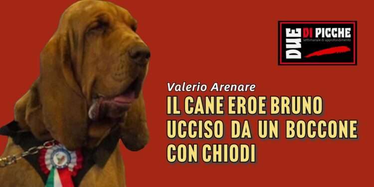 Il cane eroe Bruno ucciso da un boccone con chiodi