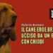 Il cane eroe Bruno ucciso da un boccone con chiodi