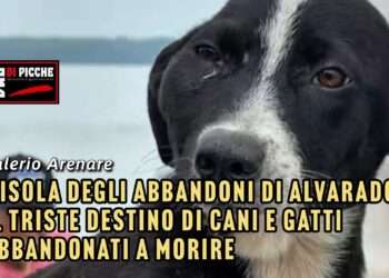 L’isola degli abbandoni