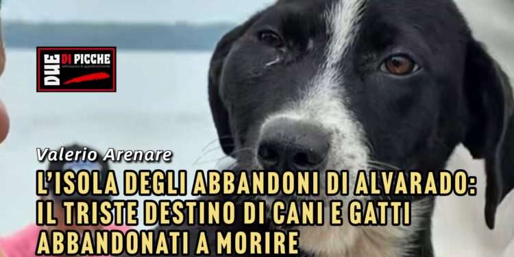 L’isola degli abbandoni