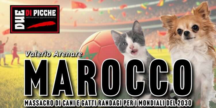 Marocco, massacro di cani e gatti randagi per i mondiali del 2030