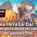 Roma invasa dai topi.