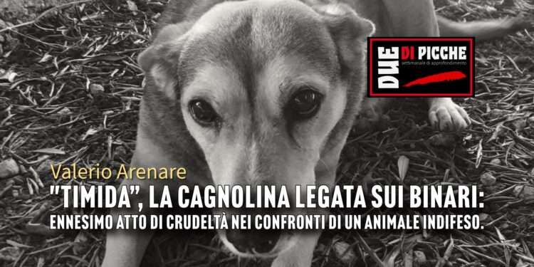 Timida”, la cagnolina legata sui binari: ennesimo atto di crudeltà nei confronti di un animale indifeso.