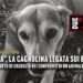 Timida”, la cagnolina legata sui binari: ennesimo atto di crudeltà nei confronti di un animale indifeso.