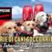 Storie di cani soccorritori