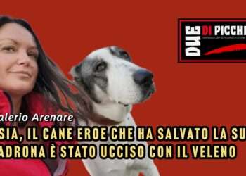 Asia, il cane eroe che ha salvato la sua padrona è stato ucciso con il veleno