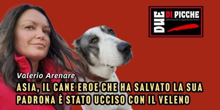 Asia, il cane eroe che ha salvato la sua padrona è stato ucciso con il veleno