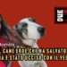 Asia, il cane eroe che ha salvato la sua padrona è stato ucciso con il veleno