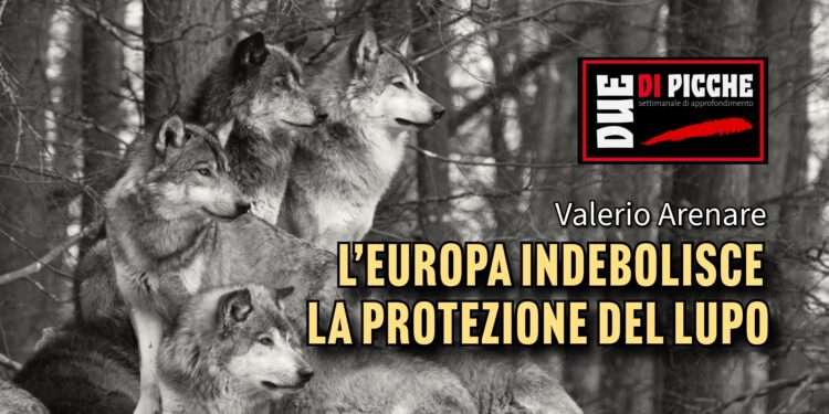 L’Europa indebolisce la protezione del lupo
