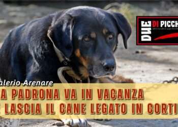 La padrona va in vacanza e lascia il cane legato in cortile