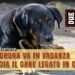 La padrona va in vacanza e lascia il cane legato in cortile