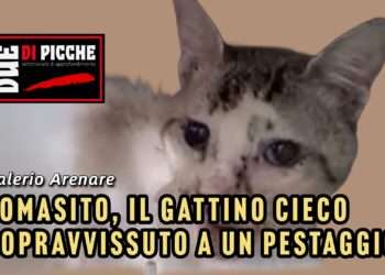 Tomasito, il gattino cieco sopravvissuto a un pestaggio