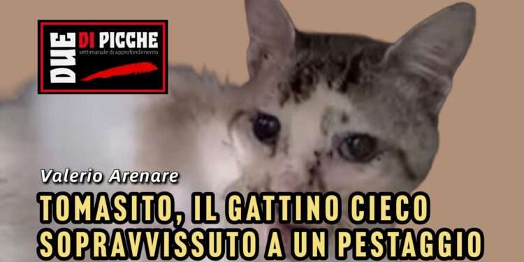 Tomasito, il gattino cieco sopravvissuto a un pestaggio