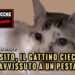 Tomasito, il gattino cieco sopravvissuto a un pestaggio