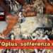 LGBTQplus: sofferenza reale