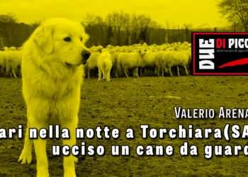 Spari nella notte a Torchiara(SA): ucciso un cane da guardia